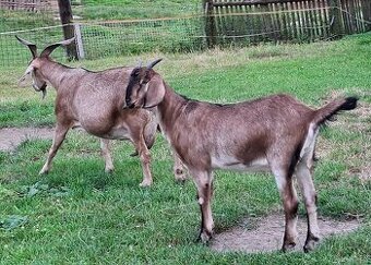 Kozička podílová anglonubijská