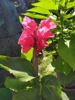 Crinum powelli - Křín powelův bílý