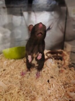 Daruji potkana – mladá samička, zachráněná