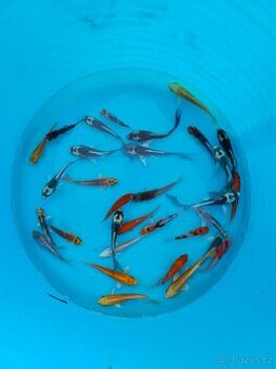 ❗️KOI KAPR 5-10CM❗️