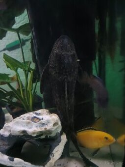 Pancerníčky a krunýřovce