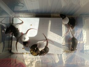 Potkaní mláďata