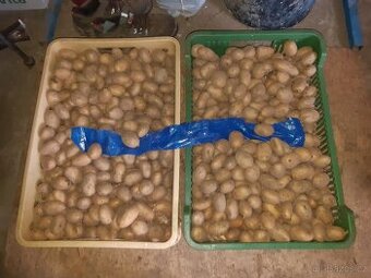 Prodám brambory sadbu BELANA C/A