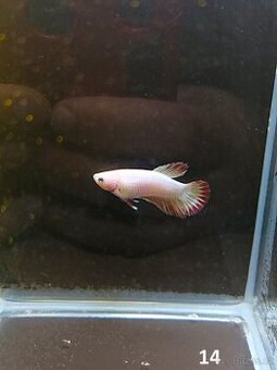 Betta Splendens - Betta bojovnice (Samec 14)
