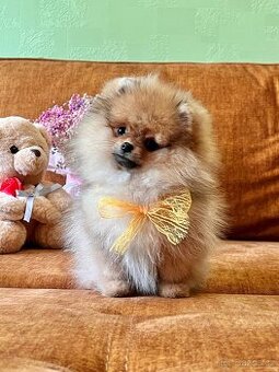 Holčička pomeranian