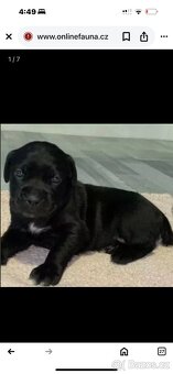 Cane corso bez pp