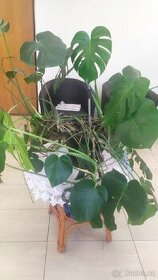 Filodendron - monstera. Pokojová květina.
