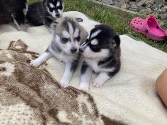 Sibiřský husky štěně