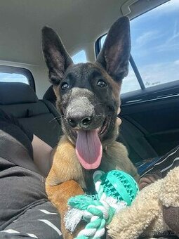Belgický ovčák Malinois s PP Achilles