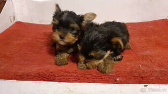 Jorkšírský teriér