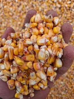 Kukuřice, pšenice, tritikále.