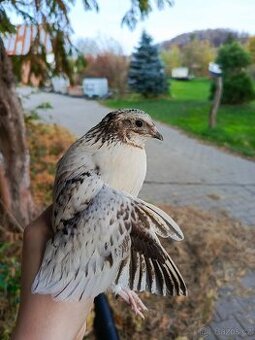 Křepelka japonská mix barev