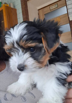 Jorkširský teriér BIEWER s PP