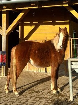 Líbivá roční pony klisna