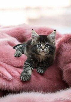 Mainská mývalí koťata s PP