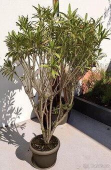 Živý oleandr z Chorvatska - zdarma za odvoz