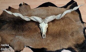 Trofeje, ovca capova