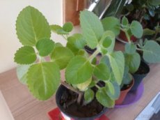 Rýmovník - Plectranthus amboinicus