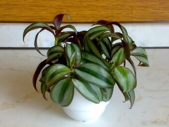 Voděnka Tradescantia zebrina „Superba“ - zakořeněné řízky