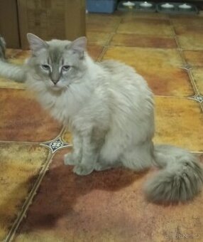 Ragdoll kocourek, půl roku.