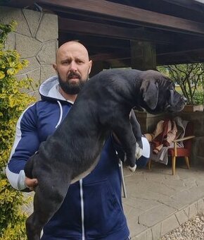 American bully xl