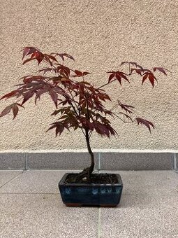 Bonsai, Bonsaj, japonský javor, skalky