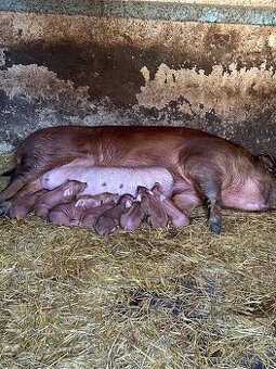 Selata Duroc
