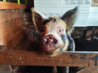Kuně Kune