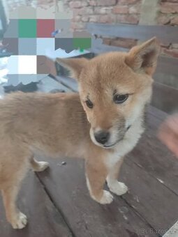 Shiba inu