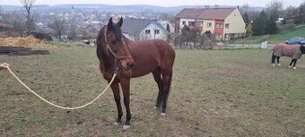 Anglický plnokrevník