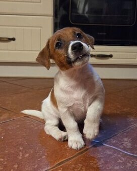 Jack russel terier s PP