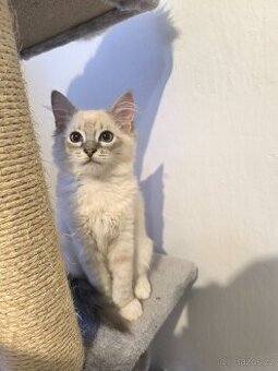Ragdoll koťata kocourek kočička