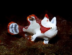 Koupím mladého Antennarius maculatus