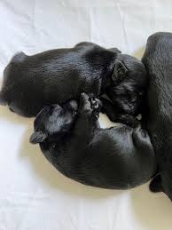 Labrador x staford