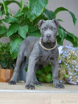 Bandog, Mastiff, Molos