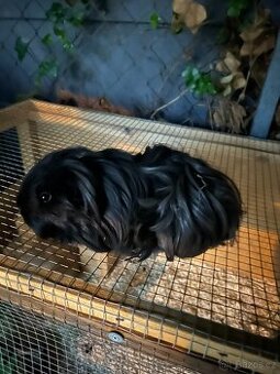 Prodám půlroční morčátka dlouhosrstá Sheltie