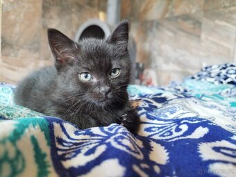 Prodám koťátka Britská černá  krátkosrstá