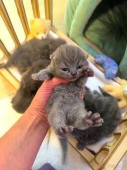 Vánoční srdíčko. Modrá Britská koťata k rezervaci