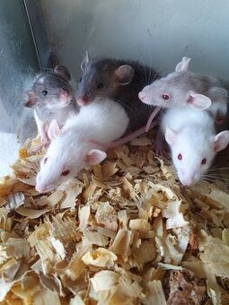 Myši potkánci morčátka