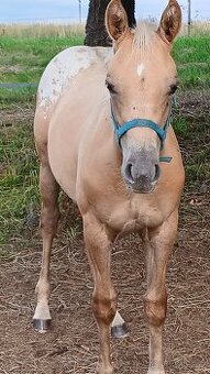 Prodám,nabízím QH kobylku s P P