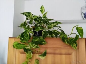 Šplhavnice zlatá -  Epipremnum aureum