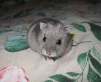 Čistokrevný křeček džungarský s PP