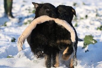 Německý ovčák s PP - štěňata k odběru