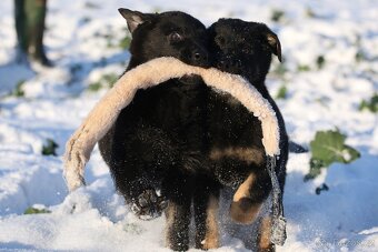 Německý ovčák - štěně s PP