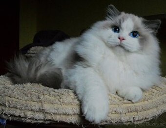 Nádherný kocourek ragdoll s PP