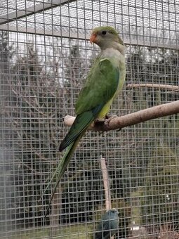 Papoušek nádherný