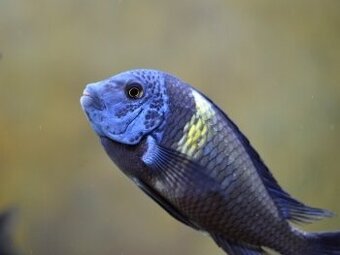 Tropheus duboisi maswa - 1