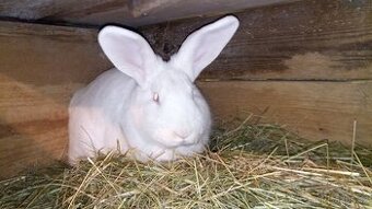 Prodám samici králíka (Novozélandský bílý)