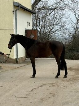 Predám 4 ročného valacha pripraveného na sezónu