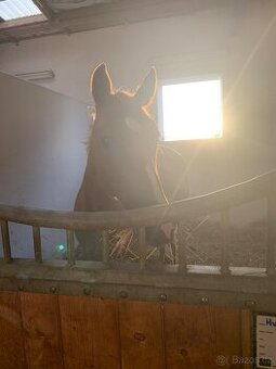 Nedělní brigáda u koní